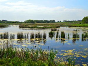 Portrack Marsh Tees Barrage